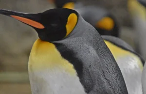 Odchody pingwinów produkują gaz rozweselający