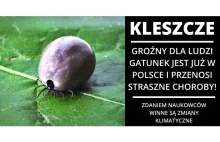 Groźny dla nas gatunek kleszcza dotarł do Polski - Przenosi paskudne choroby!