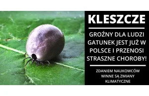 Groźny dla nas gatunek kleszcza dotarł do Polski - Przenosi paskudne choroby!