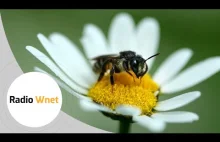 dzisiaj światowy dzień pszczoły - garść informacji