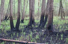 Biebrzański Park Narodowy po pożarze. Leśnicy: "Przyroda powoli wraca do życia"