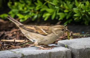 Naturalny wróg ćmy bukszpanowej (Cydalima perspectalis)