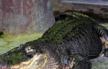 Przeżył b-----------e Berlina. W moskiewskim zoo zmarł "aligator Hitlera".