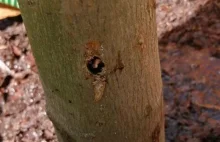Kraków: Ktoś nawierca dziury w drzewach