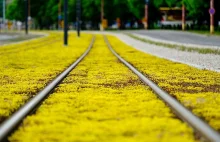 Torowisko tramwajowe na żółto