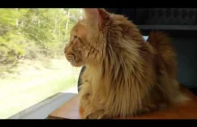 Kotek Karotek jedzie w podróż kamperem