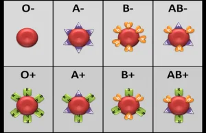 Czy grupa krwi ma wpływ na to, że częściej chorujemy ? -...
