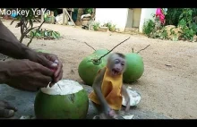 Mała kapucynka krzyczy chce sok kokosowy