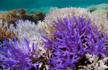 Piękna śmierć. Umierająca rafa koralowa zmienia kolor na neonowy