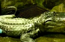 Aligator z moskiewskiego zoo nie żyje