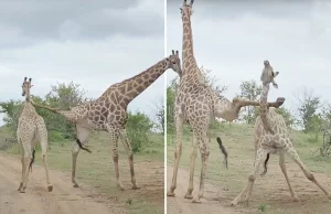 Konserwatorka przyrody uchwyciła moment z podniesioną nogą żyrafy