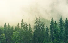 UE chce zasadzić 3 miliardy drzew. To kilka tysięcy kilometrów kwadratowych