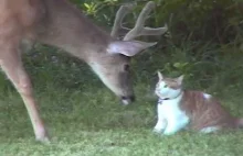 jelenie zaciekawione kotem