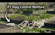 Jak kontrolować populację ślimaków w ogrodzie przy pomocy stada kaczek.