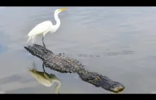 Bocian płynie powoli z aligatorem