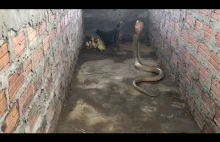 Mama chroni pisklęta przed wężem