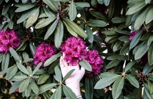 Jak uprawiać różaneczniki? - Piękne rododendrony w ogrodzie