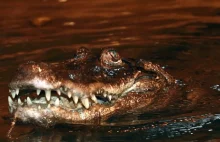 90. urodziny aligatorzycy Marty. Jest najstarszym zwierzęciem w Europie