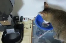 Facet wymyśla specjalny karmnik dla swojego kota.