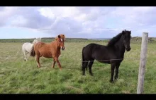Poradnik: Jak zrobić Konia w konia