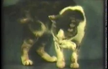 Kot na kwasie boi się myszy [TEST LSD