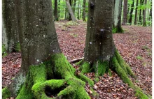 Kaszubskie lasy - rodzinny spacer wśród natury