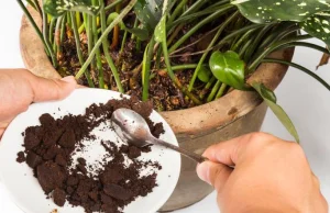 Jak wykorzystać fusy z kawy w ogrodzie i uprawie roślin: 5 sposobów!
