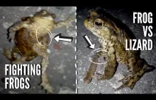 Frog vs lizard & Fighting frogs
