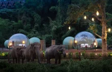 Jungle Bubbles - nocleg wśród wędrujących słoni