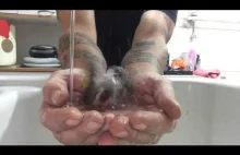Mały ptak kąpie się w rękach właściciela