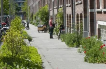 Rotterdam zachęca mieszkańców do demontowania chodników i tworzenia mini...