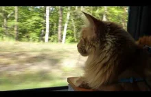 Kotek Karotek ogląda świat przez okno kampera
