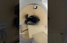 Prześwietlanie wózka w rezonansie magnetycznym 3T