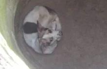 Pies przez wiele dni był uwięziony w studni. Policja poszukuje jego...