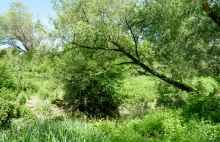 Rzeka Wilga w Krakowie – inwentaryzacja botaniczna