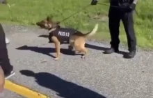 Bliskie spotkanie psa policyjnego z człowiekiem