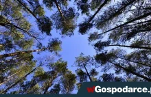 Ministerstwo Środowiska robi z lasów biomasę