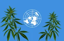 W grudniu ONZ zagłosuje w sprawie globalnej zmiany klasyfikacji marihuany...