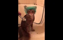 Kot w kąpieli Idealny spokój))