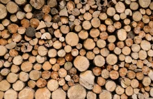 Pełnowartościowe drewno może trafić na spalenie jako biomasa