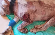 Dzik zaatakował psa na olsztyńskim osiedlu Pieczewo?