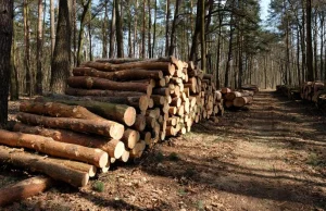 Ratowanie Lasów Państwowych. Pełnowartościowe drewno do spalenia w elektrowniach