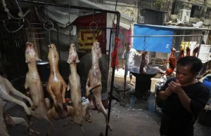 Chiny zakazują jedzenia psów. Nowe prawo przed festiwalem psiego mięsa w Yulin