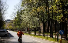 Zgoda na wycinkę blisko 3 tys.drzew w Krakowie bez nasadzeń zastępczych.