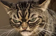 Grumpy Cat ma godnego następcę