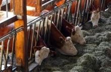 Metan wydzielany przez krowy bardziej szkodliwy niż emisje lotnictwa?