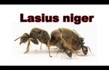 Opis Gatunku Lasius niger, Hurtnica pospolita