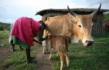 Poligamia w Kenii: Żony za krowy w XXI wieku