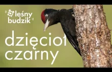 Leśny Budzik - Dzięcioł Czarny