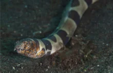 Podwodny horror: ten morski wąż potrafi przebić się przez żołądek.